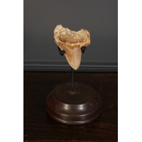 Small Megalodon Tooth & Stand